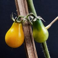 Rizqah Wahidah Pangestu